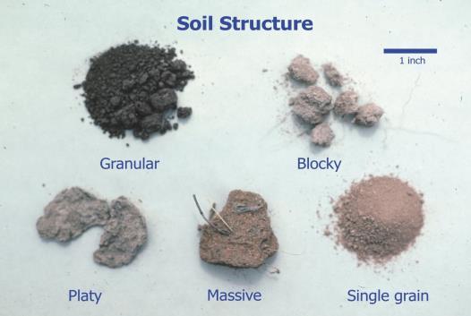 STRUCTURE AFFECTED BY: CULTIVATION MOISTURE LEVEL FREEZING/THAWING