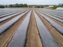 Biodegradable mulch film available.