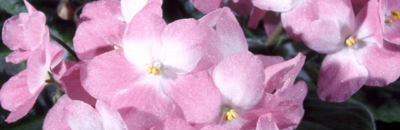 January 2015 The African Violet Way An E-Newsletter by Ruth Coulson A free download from www.africanvioletsforeveryone.