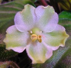It s difficult for many African violets and can be especially difficult for the grower. I often find that the heat of summer plays havoc with the flowers.