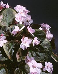 were good. I won quite a few prizes at that time. So this isn t really an article about how to grow trailing African violets. It is more about the benefits of regular care.