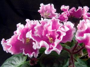 many great African violets came out of that small area over the years.