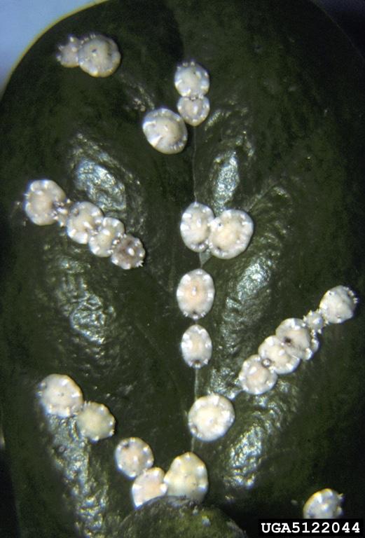 Figure 5. Adult lace bug on azalea.