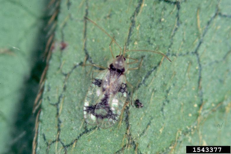 Figure 2. Aphid infestation on a rose.