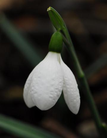 in our gardens. Let me tell you of snowdrops associated with two well-regarded and well-loved Irish ladies.