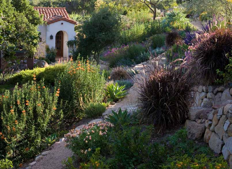 Paths run across a slope planted with low-water, lowmaintenance flora (above). Grace chose un-thirsty perennials that provide her client with color and flowers for cutting (opposite).