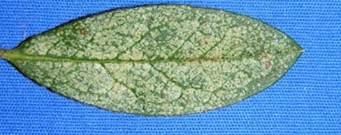 Azalea by Brant Smith Lace bugs are a common pest that has a broad host range: azalea, rhododendrons, broad-leaved evergreens and many deciduous trees and shrubs.