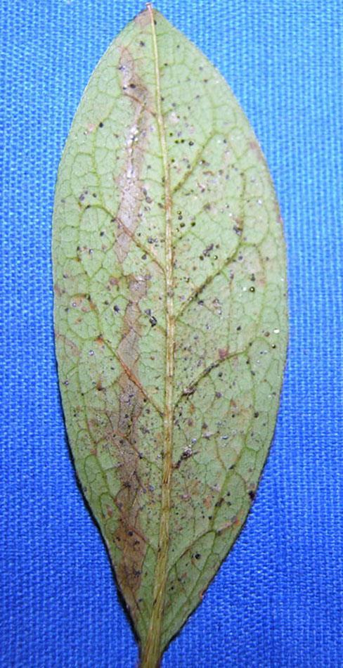Leaves develop silvery or chlorotic symptoms that are similar to mite symptoms. As symptoms become more severe, leaves can become a gray blotched appearance or completely brown.