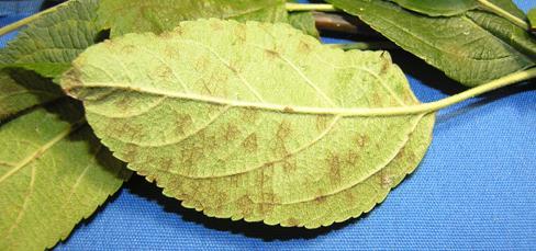 Leaf lesions may be sporadic throughout the tree, or in severe cases, be present on every leaf. Lesions first appear as new leaves are emerging in the spring.