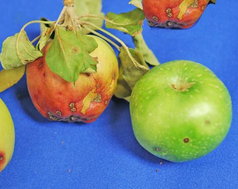 Apple Scab symptoms bottom of leaves Venturia inaequalis Hackberry Nipple gall Pachypsylla celtidismamma Hackberry Gall by Archana Khadgi Sometimes we see the abnormal growth of plant tissues on