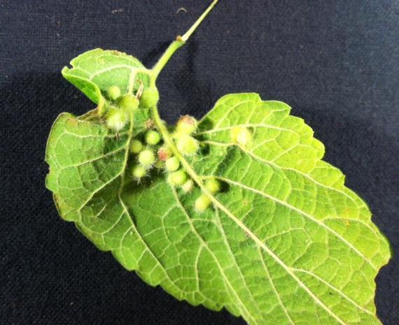 Psyllids are one of the most important groups of gall producers in plants. One of the major galls of Hackberry is called Hackberry Nipple Gall caused by the psyllid Pachypsylla celtidismamma.
