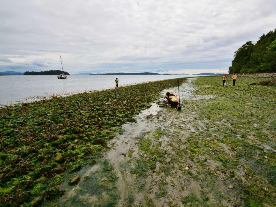 Clam garden restoration project Question: What impact do clam gardens have on intertidal ecosystem?