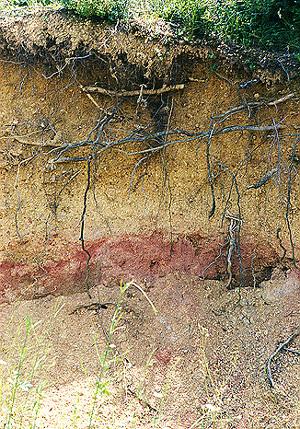 Effects of Vegetation on Soil Formation - protects soil from wind and water erosion - roots of grasses/trees penetrate soil to break up parent material and add structure (i.e. compactness of soil) -