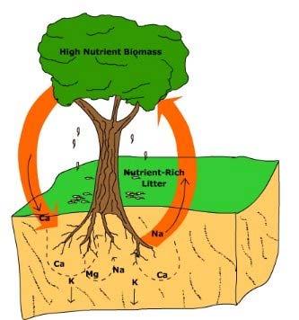 Forest Soils more discernable soil