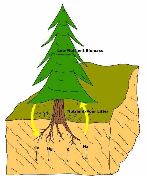 decomposed organic matter nutrient cycling
