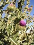 Scotch Thistle (Onopordum acanthium) Can reach height of 8 feet with leaves up to 2 feet wide and 1 foot long.