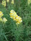 repeat frequently as seeds will be present 2-4 years Yellow Toadflax (Linaria vulgaris Mill) commonly called butter and eggs.