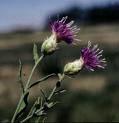 Spotted (Centaurea maculosa) one or more shoots up to 4 feet tall. lavender to purple found in meadows, pastures, stony hills, and on sandy flood plains.