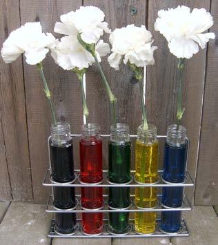Activity 6 Where Did All the Water Go? You will need: One jar filled with water A white flower a carnation works the best Food Coloring (ask an adult for help with this. It can make a stain.
