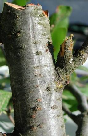 To identify limbs killed or weakened by cytospora cankers, look for dark, sunken cankers on the bark of limbs showing dieback, or branches where dead leaves are still attached.