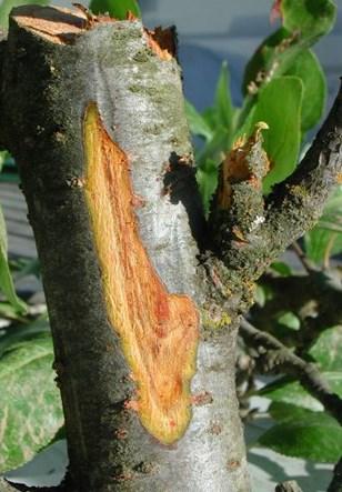 Second leaf interplants in a mature orchard with Cytospora infections likely caused by pruning wounds. Cytospora pycnidia (spore source) are present in the mature trees.