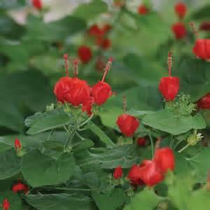 Red Turks Cap- attracts humming birds