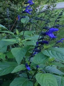 Salvia Guaranitcia ( Black & Blue