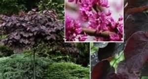 Here are some great plant choices for constant bright shade, dappled shade or early morning sun only Small Trees with colorful leaves- Japanese Maples- bloodgood