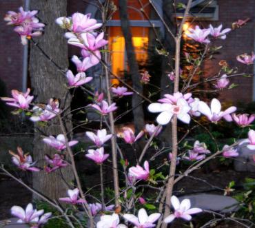 Saucer Magnolia-A small deciduous magnolia with large pink