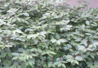 evergreen leaves are shiny and dotted with silver flecks and in