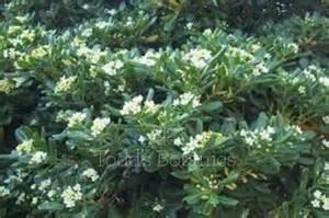 Dwarf or Small Shrubs for