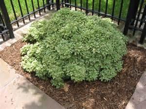 Pittosporium-evergreen shiny
