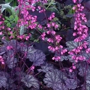 Heuchera-Coral Bells-come in every