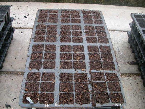 1.2 Seeds sowing - Plastic tray - Germinated seeds - Filter cake - Burned rice