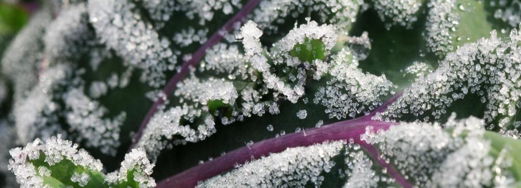 Temperature Effects on Plants Length of growing season Frost-free days