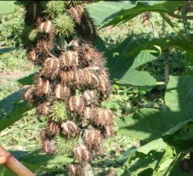Nursery Operations Castor bean seeds are about 8 to 15mm long, 6 to 9