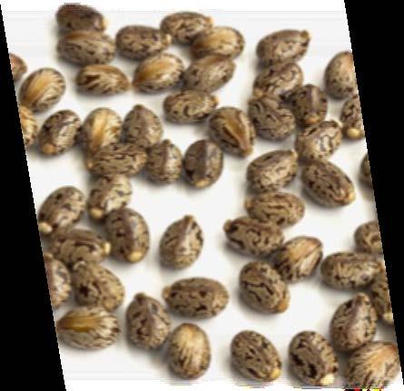 Seeds for planting should be of high quality, good germination rate