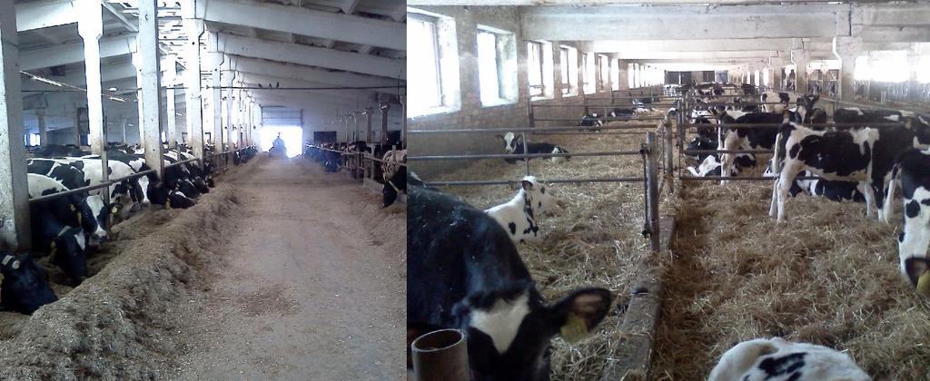 6 pav. Lukšių ŽŪB karvių mitybos takas ir veislinių telyčių laikymas. Lukšių ŽŪB fermose yra naudojama galvijų laikymo ir mitybos bei karvių melžimo DeLaval ir WestfaliaSurge firmų įranga. 7 pav.