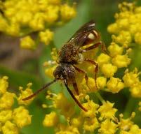 Wetland Pollinator Seed Mix The mix is designed to provide season-long pollen and nectar resources in a wetland or semi-reparian site, including along irrigation ditches, streams, flood-prone areas,