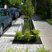 Include low impact storm water treatments such as, micro basins, rain gardens, street tree