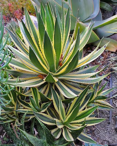Quadricolor Century Plant Agave lophantha Quadricolor Up to 1-2 tall x 1-2 wide Full sun or shade 20-25 degrees F.