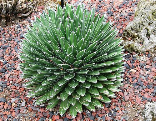 Queen Victoria Agave Agave victoriae-reginae Up to 18 tall x 18 wide Full sun 10 degrees F.