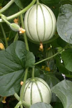 MELONS Vertically trellised in a high tunnel or greenhouse 21 INFORMATION