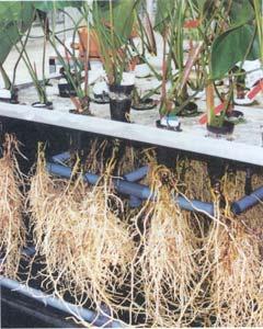 AEROPONICS, recirculating cultivation system Roots