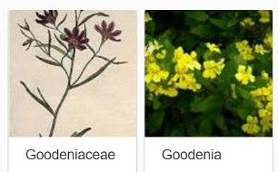 Advanced Notice for Event and help sought: - David Pye Goodeniaceae Weekend The next FJC Rogers Seminar is being held on Saturday 20th and Sunday 21st October 2018.