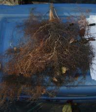 Roots Roots grow with adequate oxygen and moisture Most active roots in top