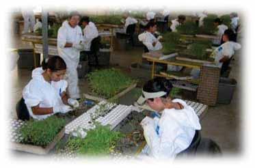 seedlings with conventional costs Goal is