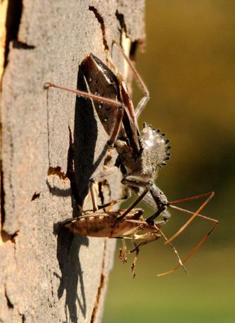 Beneficial of the Week By: Paula Shrewsbury Wheel bugs are making babies as the cold weather approaches.