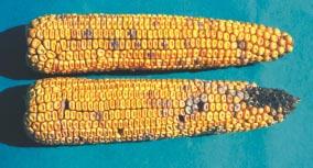 Damage: Yield is reduced through shorter ears and smaller kernels.