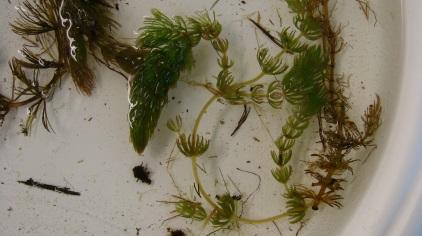 Naiads [Bushy pondweed (Najas flexilis; Photo 7) and southern naiad (Najas guadalupensis)] were also frequent in the 0 to 5 feet zone, occurring in 28% of the sites.